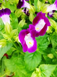 Close-up of purple flowers blooming outdoors