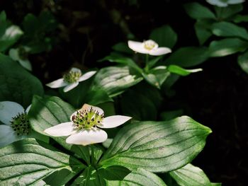 Close-up of white flowers blooming outdoors