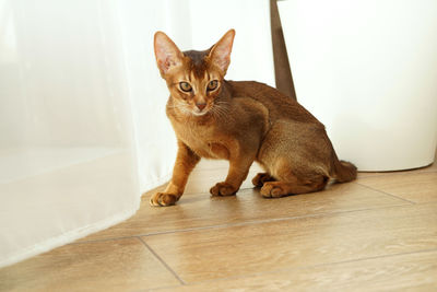 An abyssinian cat sitting on the floor looking at something