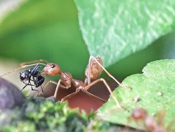 Close-up of insect on leaf