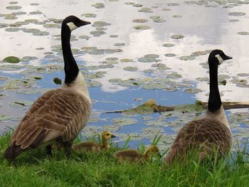 Swans swimming in lake