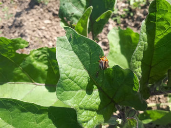 Close-up of insect on leaf