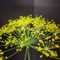 Close-up of yellow flower