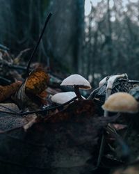 Mushrooms growing at forest