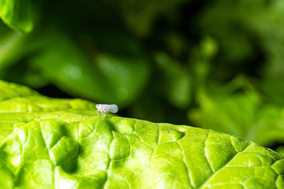 Close-up of insect on plant