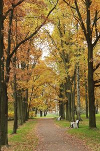 View of trees during autumn