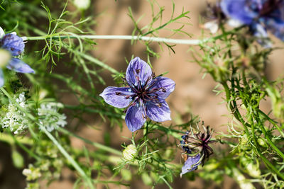 Close-up of purple flowering plant