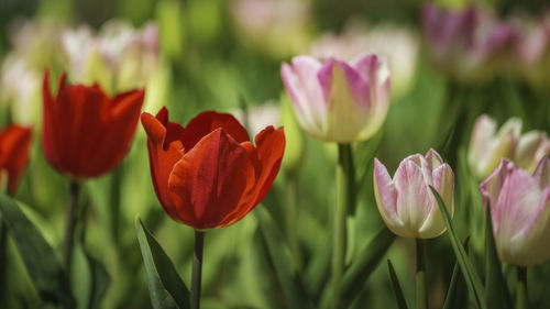 Close-up of red tulips