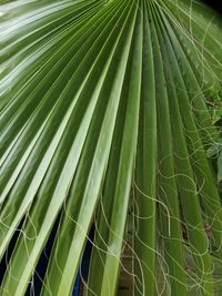 Full frame shot of palm leaf