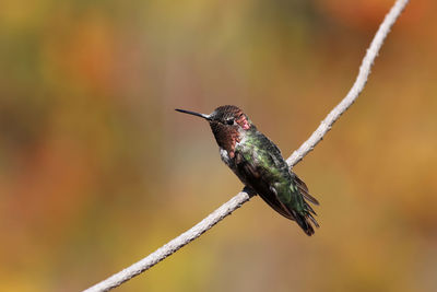 Close-up of bird perching on twig