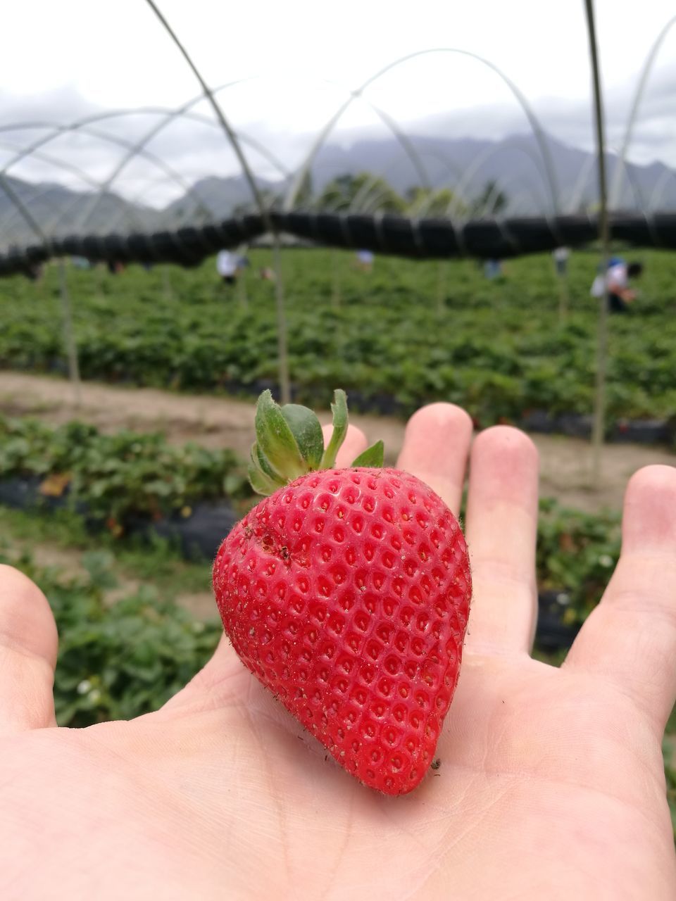 human hand, human body part, fruit, one person, food and drink, strawberry, real people, food, human finger, holding, personal perspective, freshness, unrecognizable person, red, sweet food, healthy eating, lifestyles, focus on foreground, outdoors, dessert, close-up, day, women, men, ready-to-eat, people, adult