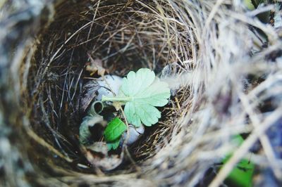 High angle view of plant in nest