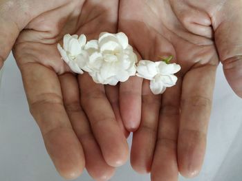 Close-up of hand holding white flower