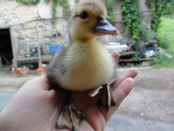 Close-up of cropped hand holding bird