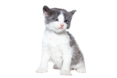 Portrait of kitten on white background