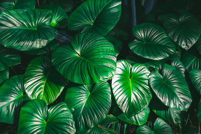 King of heart homalomena rubescens roxb green leaves tropical plant .