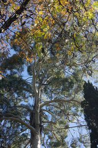 Low angle view of trees in forest