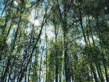 Low angle view of bamboo trees in forest