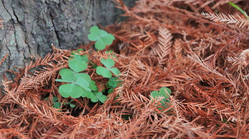 High angle view of plants