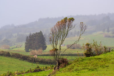 Trees on field against sky