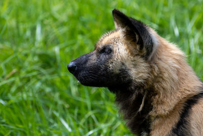 Close-up of dog looking away