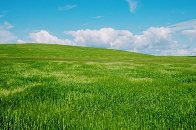 Scenic view of agricultural field against sky