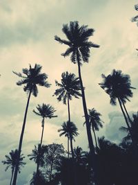 Low angle view of palm trees against sky