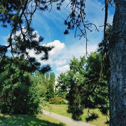 Trees and plants on land against sky