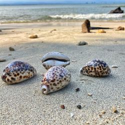 Close up of tiger cowrie shell