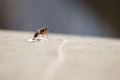 Close-up of insect