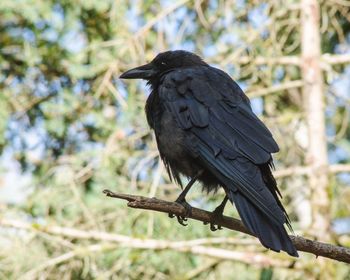 Close-up of bird perching on tree