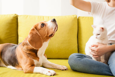 Midsection of woman with dog sitting on sofa