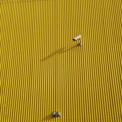 Full frame shot of tiled floor