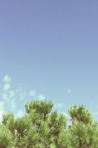 Low angle view of trees against blue sky