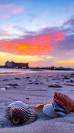 View of seashell on beach during sunset