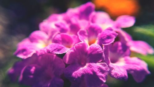 Close-up of pink flowers