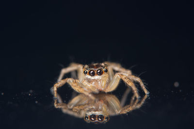 Close-up of spider