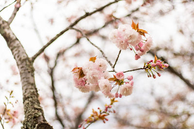 Close-up of pink cherry blossoms in spring