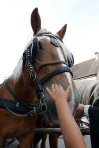 Cropped image of hand touching horse standing at pen against clear sky