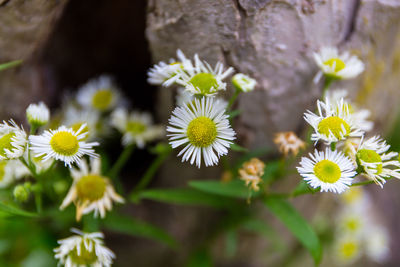 Close-up of yellow flowers blooming outdoors