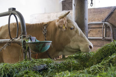 Cows in a farm