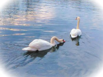 Swans swimming in lake