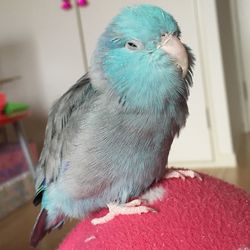 Close-up of bird against blurred background