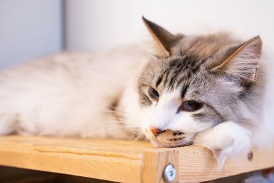 Close-up of cat resting