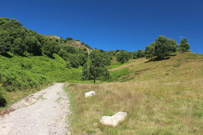 Scenic view of trees on field against clear blue sky