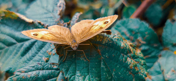 Close-up of butterfly on leaf