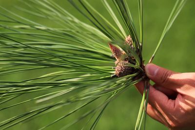 Close-up of hand holding plant