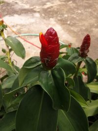 Close-up of red rose on plant