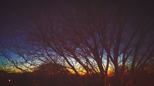 Bare trees against sky at sunset