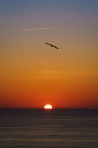 Silhouette bird flying over sea during sunset